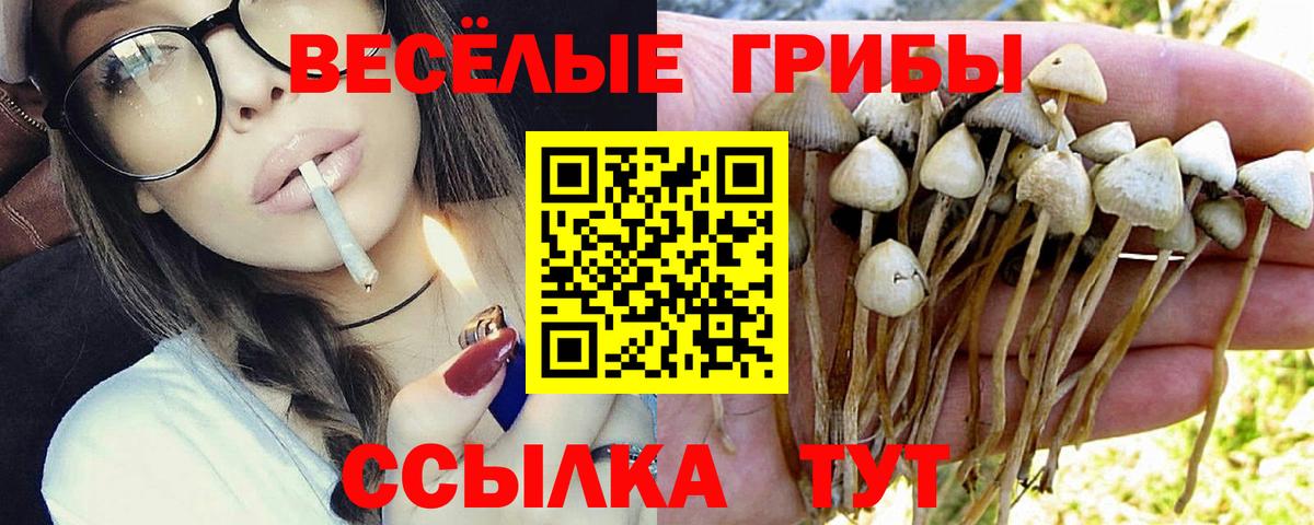 Псилоцибиновые грибы Cubensis Королёв